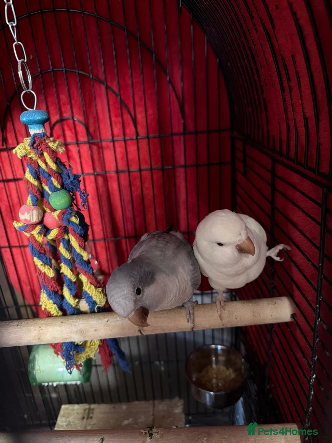 Parrots birds for sale: X2 Quaker parrots paired  - Advert 2