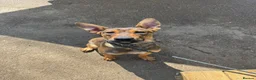 Mixed Breed dogs for sale: BEAUTIFUL BULLHERDER LOOKING FOR FOREVER HOME - Advert 5