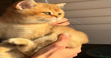 British Shorthair cats - Advert 3