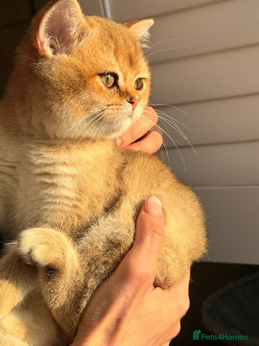 British Shorthair cats for sale: Early BLACK FRIDAY deal available  - Image 3