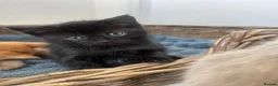 Ragdoll cats for sale: Very affectionate loving black ragdoll boy  - Advert 5