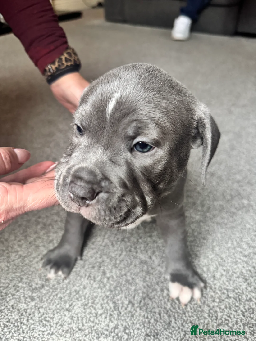 Staffordshire Bull Terrier dogs for sale: Stunning pure blue staffy pups 💙🩷 - Advert 4