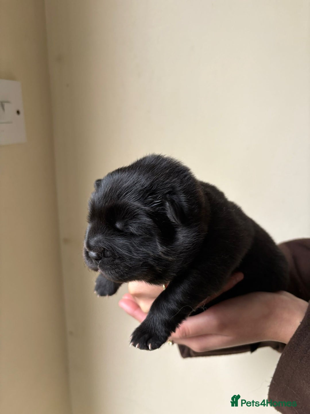 Chow Chow dogs for sale: Beautiful Black and Blue Chow Chow 🖤💙 - Advert 10