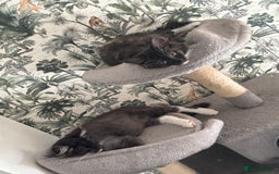 Maine Coon cats for sale: REDUCED gorgeous Maine coon /Ragdoll kittens  - Image 15