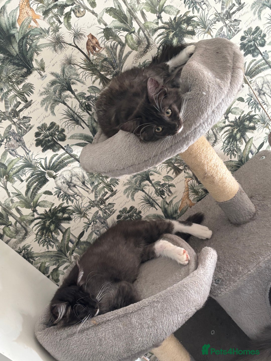 Maine Coon cats for sale: REDUCED gorgeous Maine coon /Ragdoll kittens  - Image 15