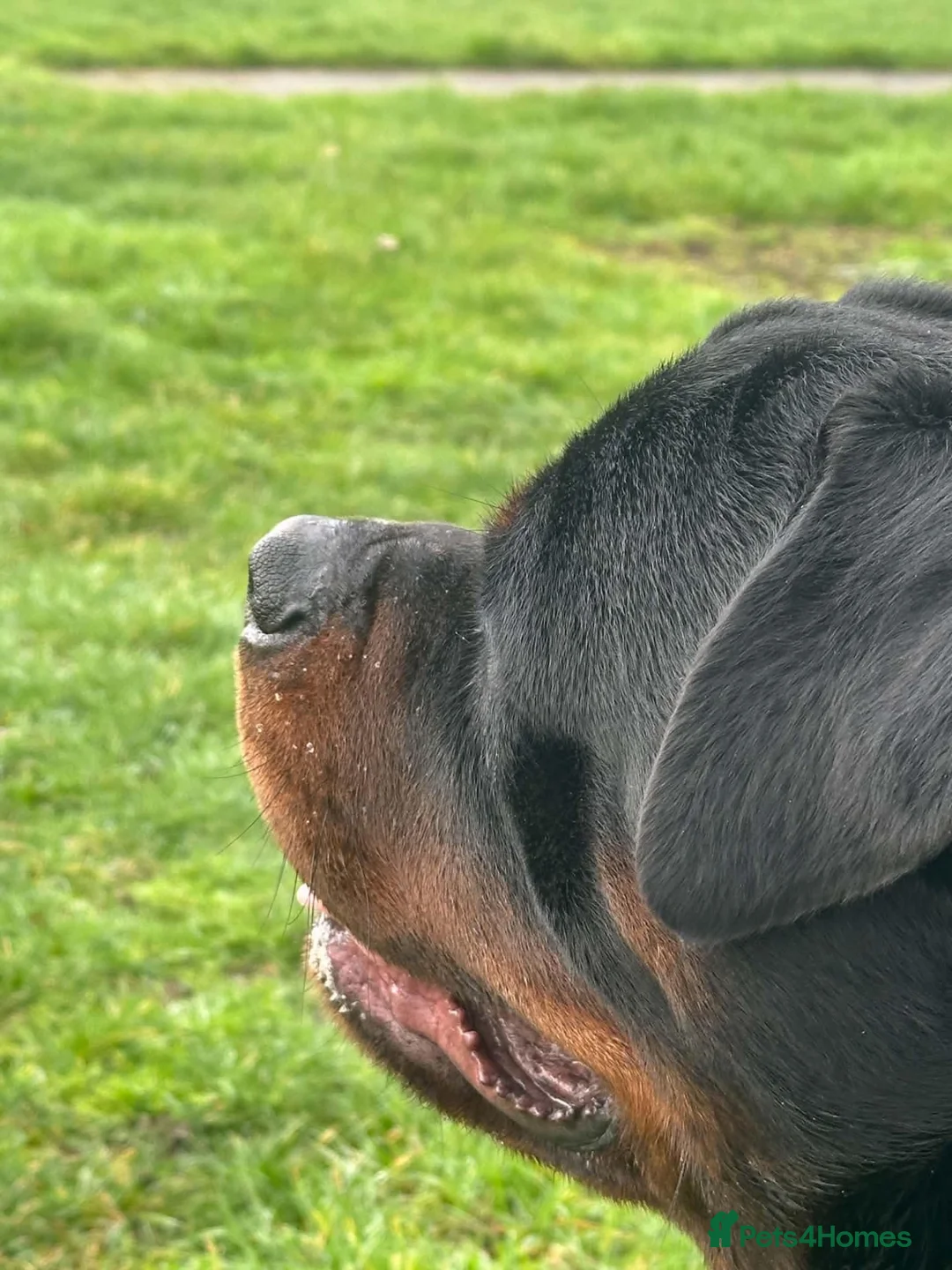 Rottweiler dogs for stud: Stunning 2-Year-Old Rottweiler Stud  - Advert 16
