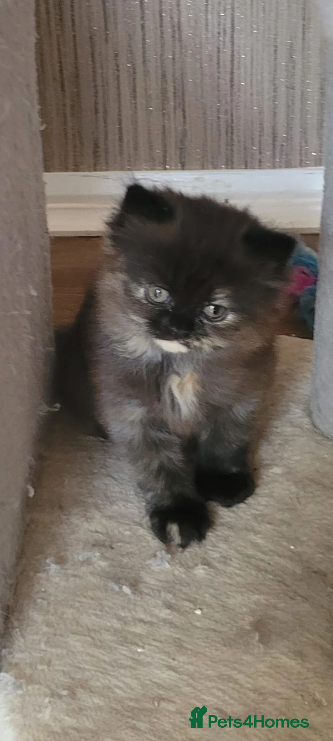 Persian cats for sale: 2 Gorgeous Persian girls for Sale in Manchester - Advert 2