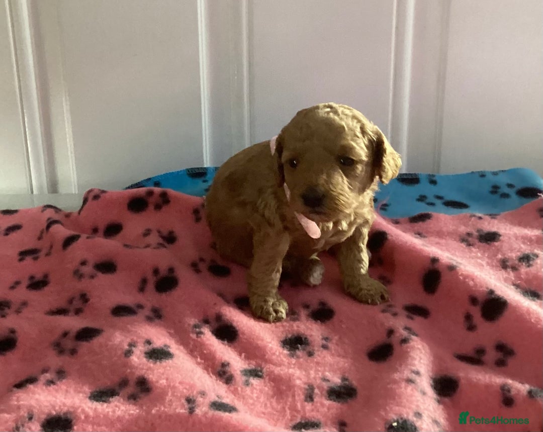 Cockapoo dogs for sale: 5 cockapoo puppies - Image 5