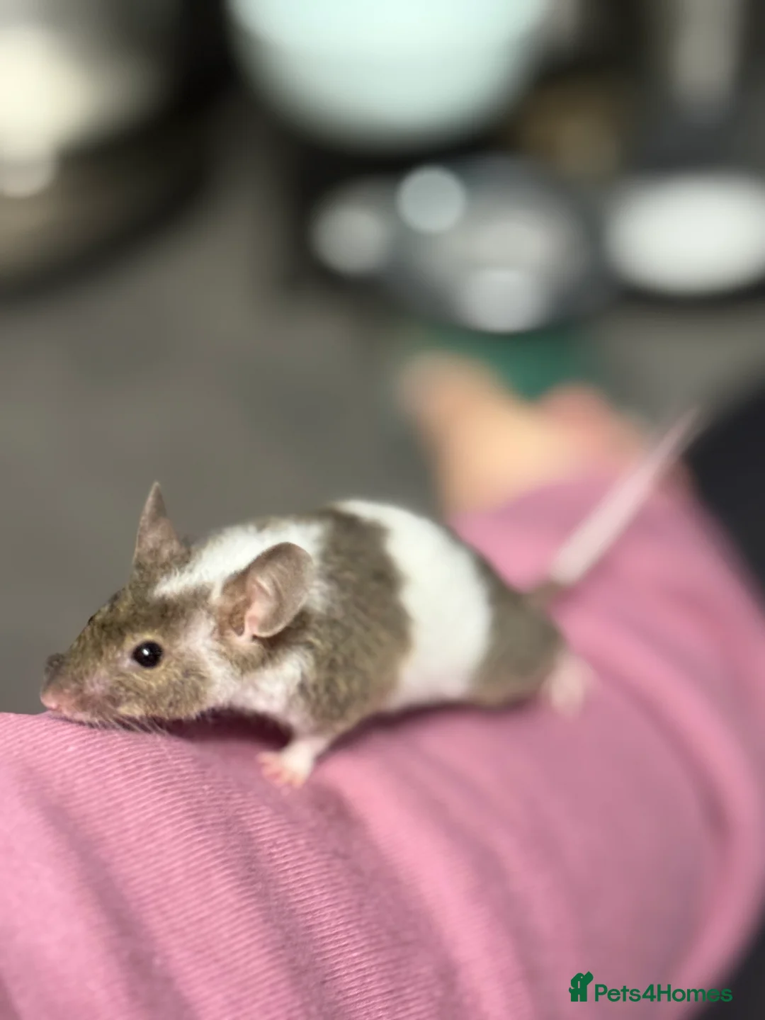 Mouse rodents for sale: Baby mice ( not ready )  - Advert 5