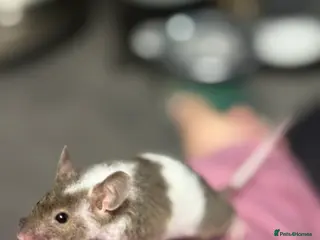 Mouse rodents Baby fancy mice ( mixed sex ) ready 22/4 - Advert 9