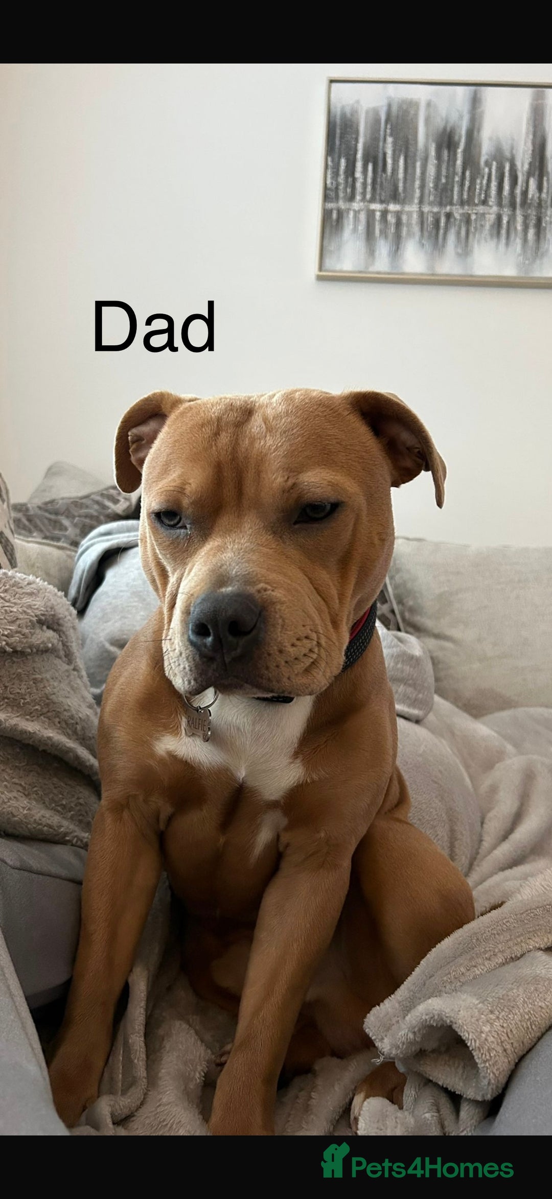 Staffordshire Bull Terrier dogs for sale: 💙Blue x Rare Fawn Staffordshire Bull Terrier Pups - Advert 10