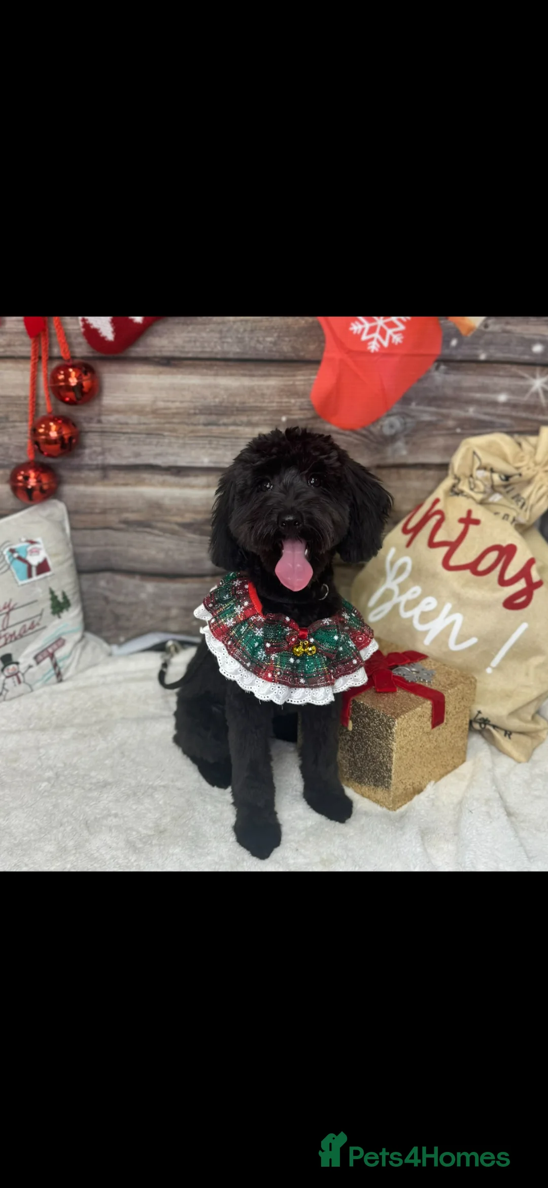 Cockapoo dogs for sale: Veronica  in Mansfield - Advert 2