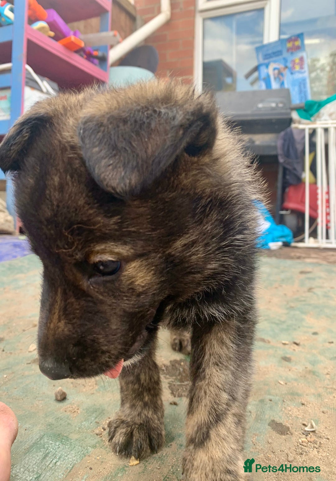 Mixed Breed dogs for sale: German Shepard X Dutch Herder Puppies - Image 8