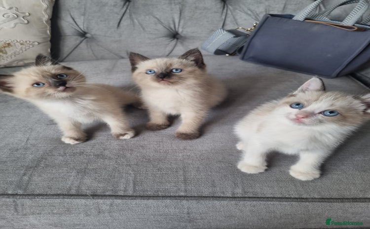 Ragdoll cats - Advert 1