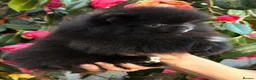 Pomeranian dogs for sale: Teddy bear Black Pomeranian girl - Advert 1