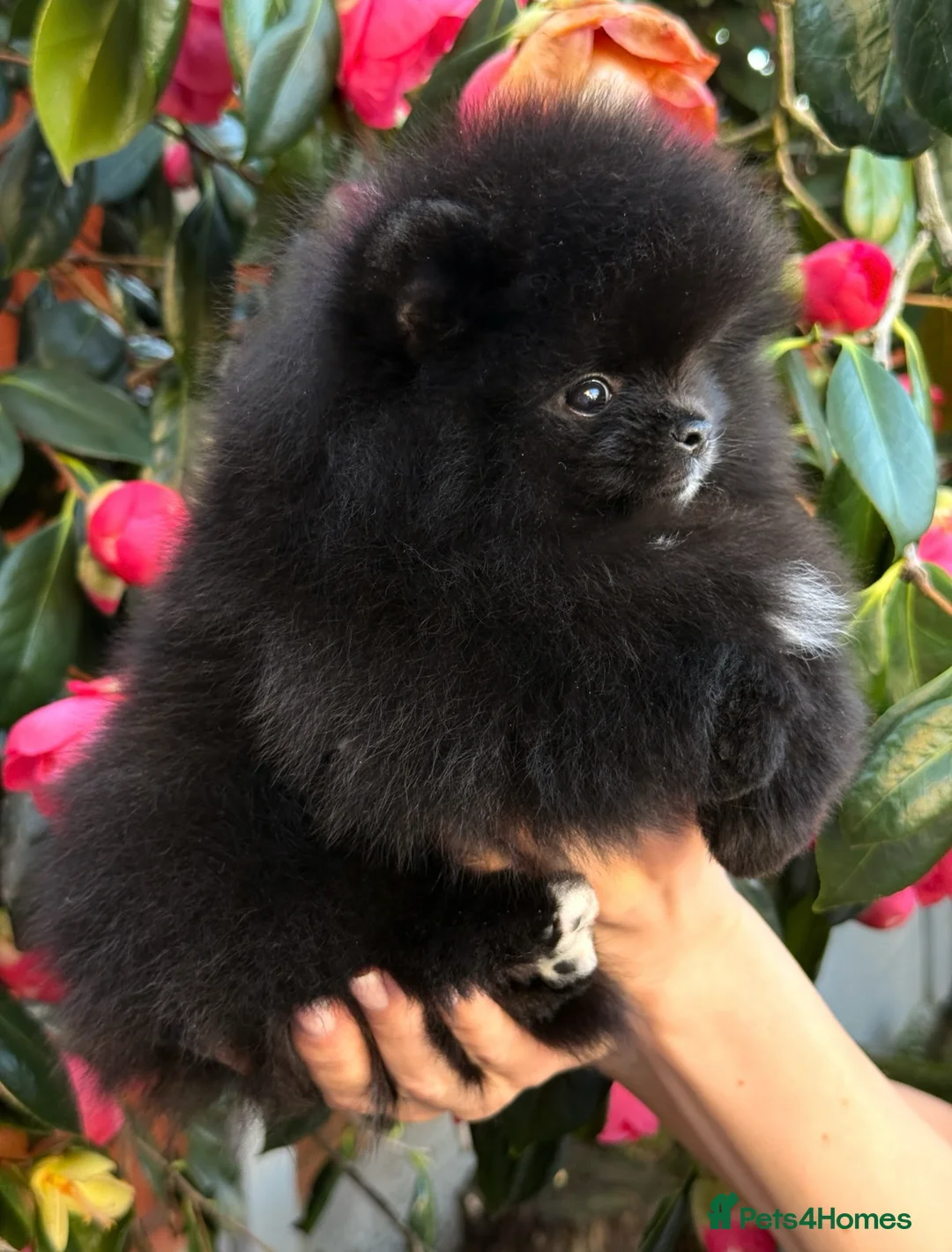 Pomeranian dogs for sale: Teddy bear Black Pomeranian girl - Advert 1