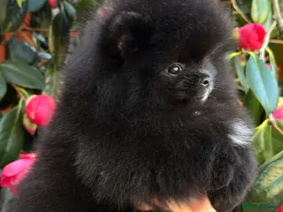 Pomeranian dogs Teddy bear Black Pomeranian girl - Advert 1