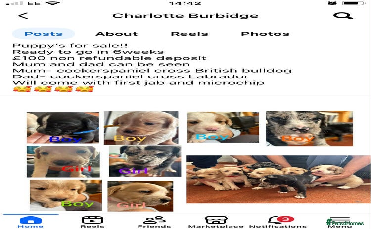 Mixed Breed dogs - Advert 1