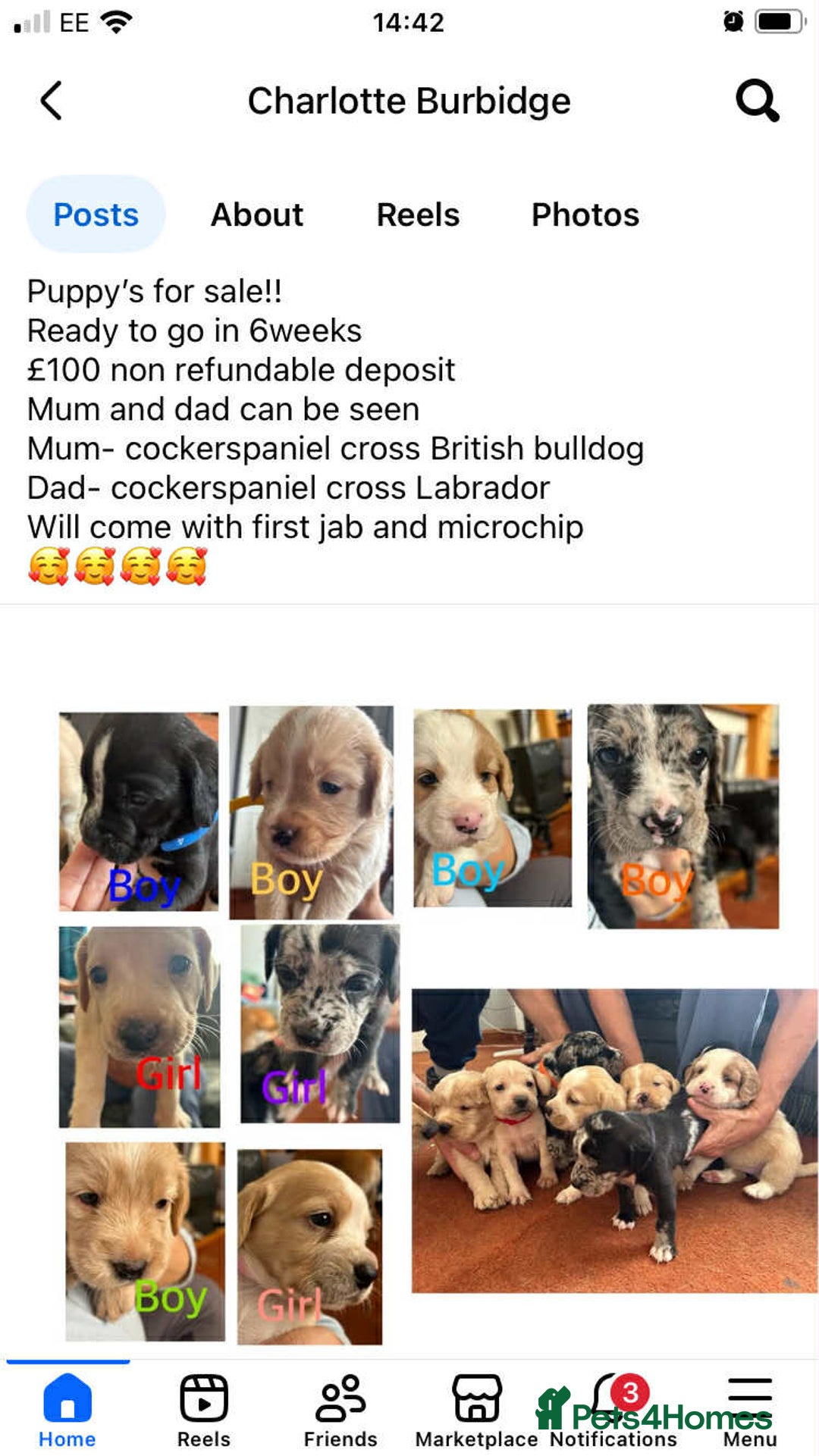 Mixed Breed dogs for sale: Puppys - Image 1