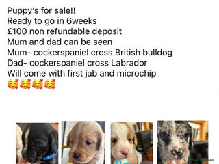Mixed Breed dogs for sale - Advert 2