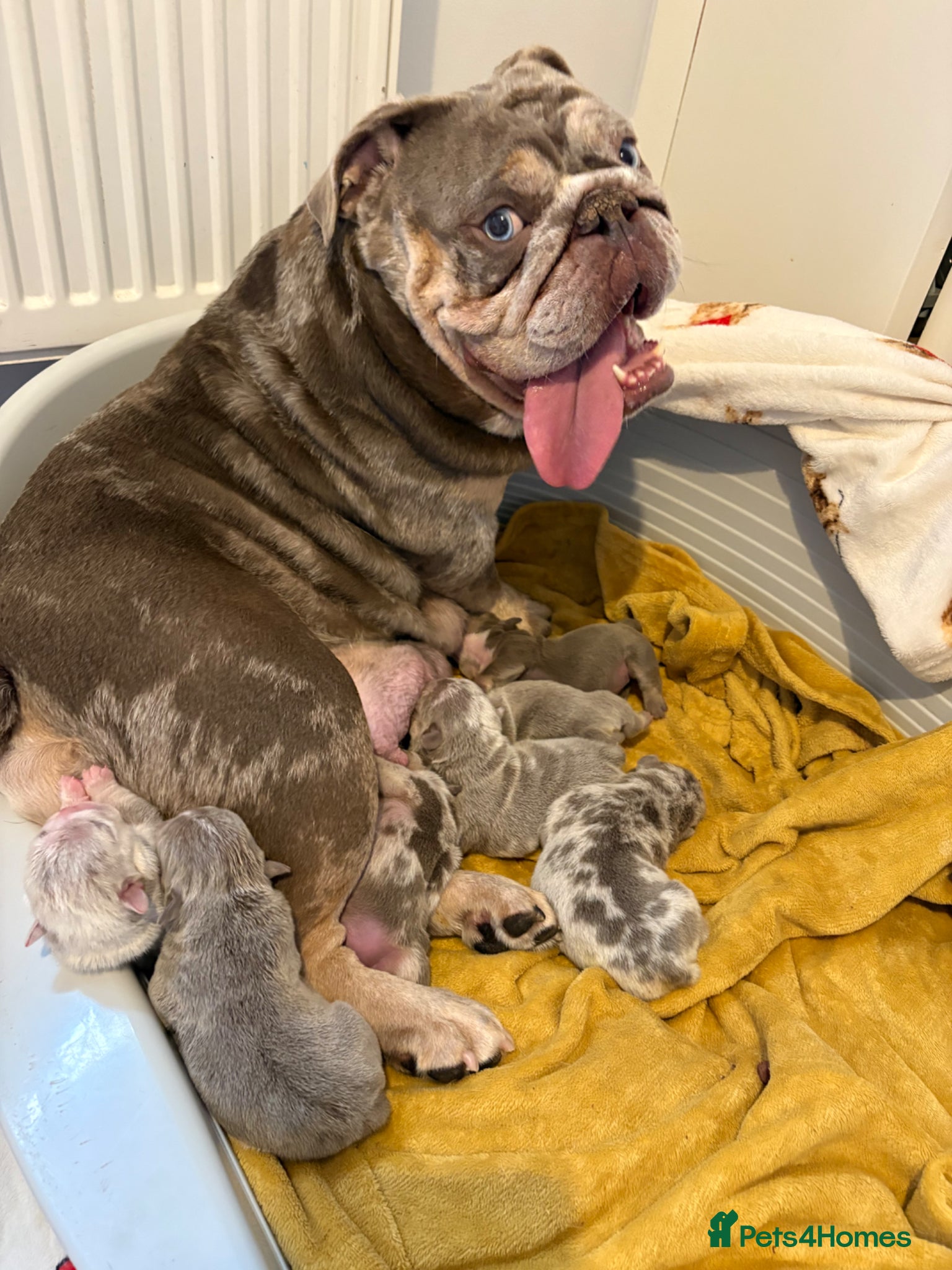 English Bulldog dogs KC English Bulldog Puppies – Health Tested Parents - Advert 10