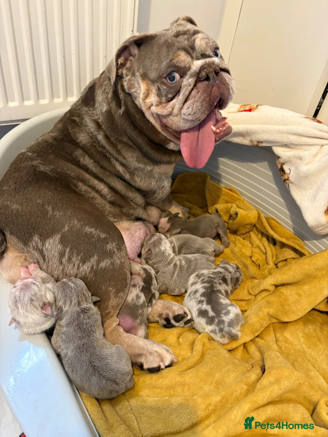 English Bulldog dogs for sale: KC English Bulldog Puppies – Health Tested Parents - Advert 1