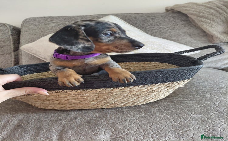Miniature Dachshund dogs - Advert 4