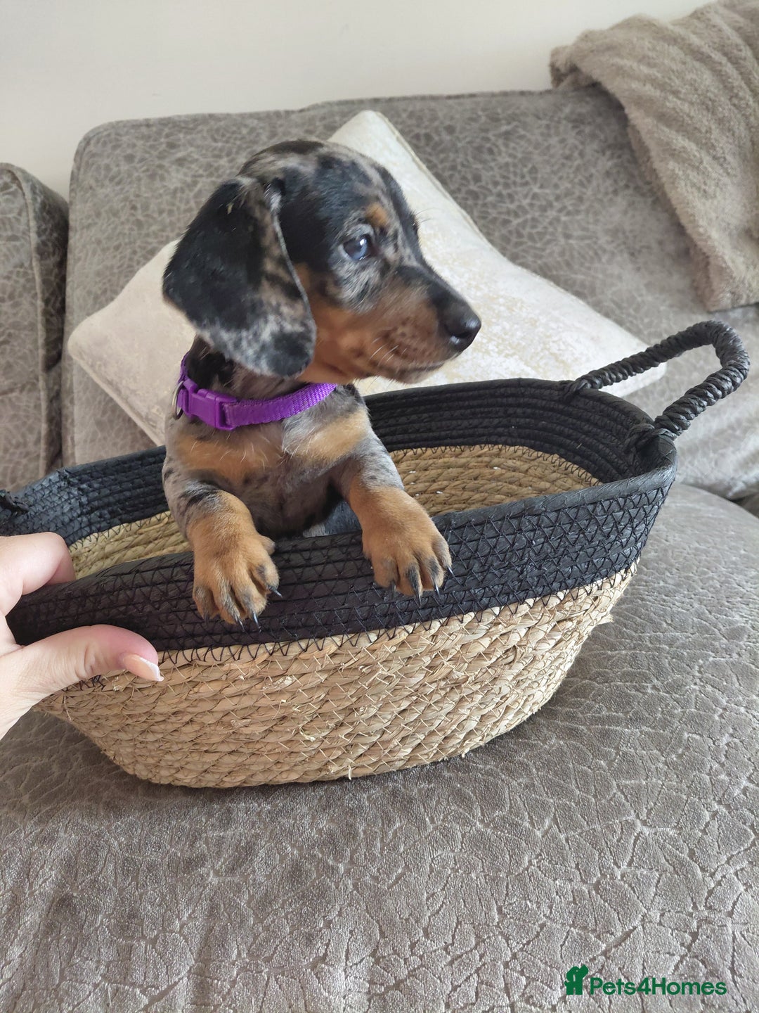 Miniature Dachshund dogs for sale: Ready now beautiful miniature dachshund pups - Image 6