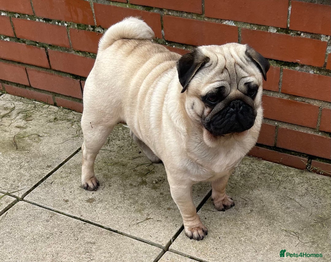 Pug dogs for sale: Pug dog for sale - Image 3
