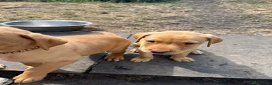 Labrador Retriever 1
