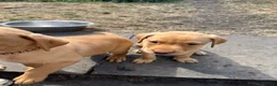 Labrador Retriever dogs for sale: Fox Red KC Labrador Puppies - Advert 2