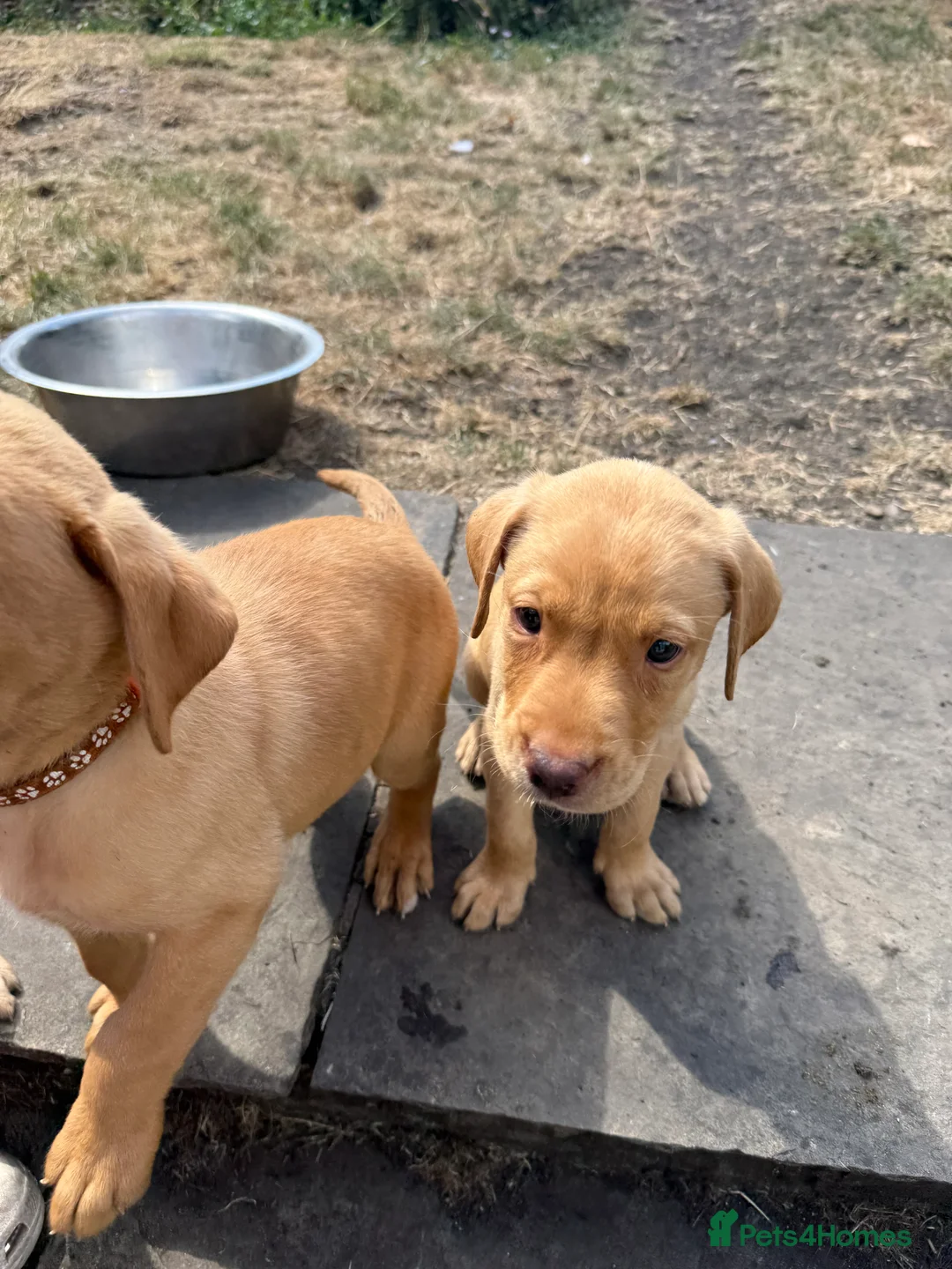 Labrador Retriever dogs for sale: Fox Red KC Labrador Puppies - Advert 2