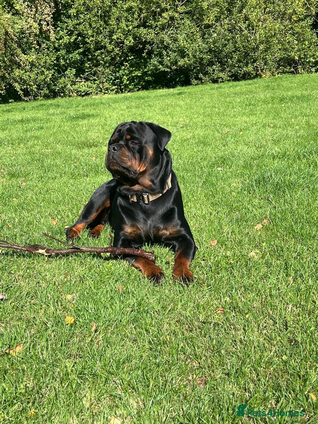 Rottweiler dogs for sale: Beautiful Rottweiler girl. Ready to leave now  - Advert 1