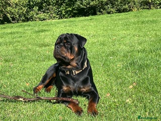 Rottweiler dogs Beautiful Rottweiler girl. Ready to leave now - Advert 1