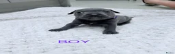 Staffordshire Bull Terrier dogs for sale: Blue Staffordshire bull terrier  - Advert 15