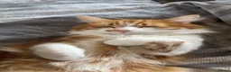 Mixed Breed cats for sale: Half Maine-coon mixed with tabby Kitten in Swindon - Advert 4