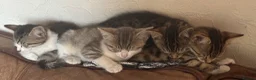 Mixed Breed cats for sale: Beautifully marked kittens for sale in Manningtree - Advert 5