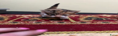 Mixed Breed Kitten 4