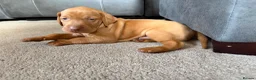 Hungarian Vizsla dogs for sale: Ready this weekend Beautiful litter.  - Advert 21