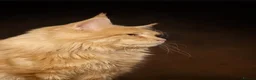 Maine Coon cats for stud: XL Cream TICA registered maine coon for stud  - Advert 2