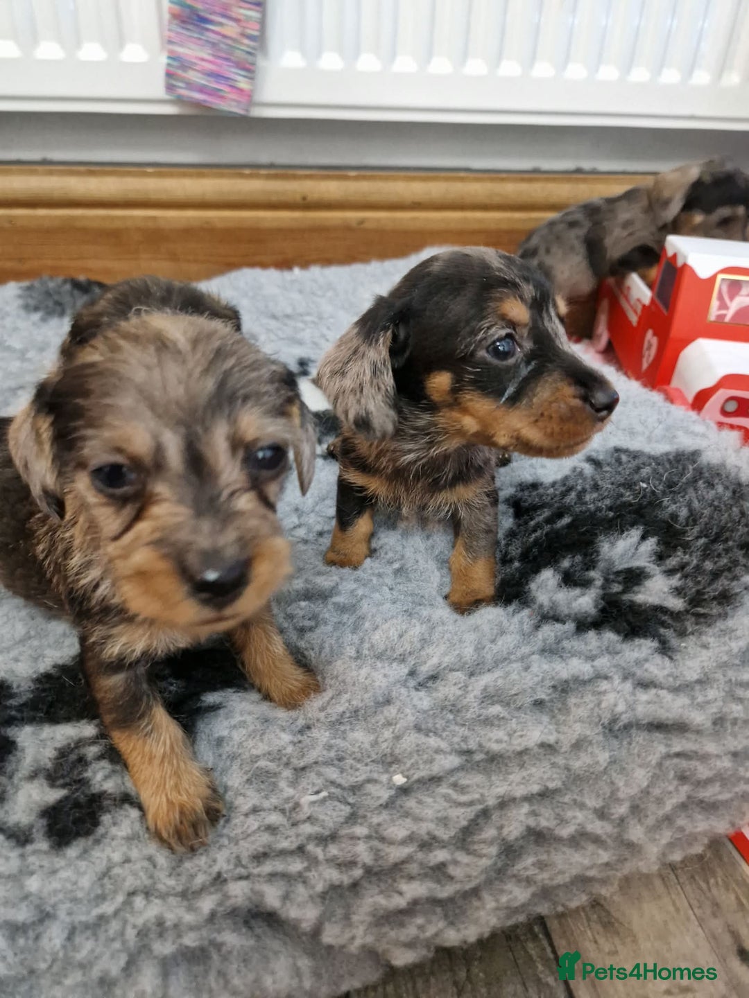 Dachshund dogs for sale: Wirehaired daschund chocolate dappled  - Advert 8