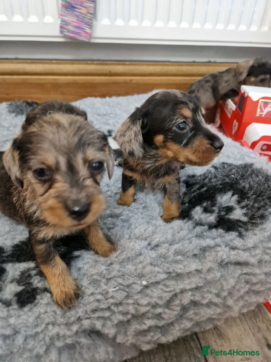 Dachshund dogs for sale: SOLD!Wirehaired daschund chocolate dappled  - Advert 8