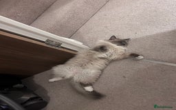 Ragdoll cats for sale: 3 Year Old Beautiful Female Ragdoll  - Image 8