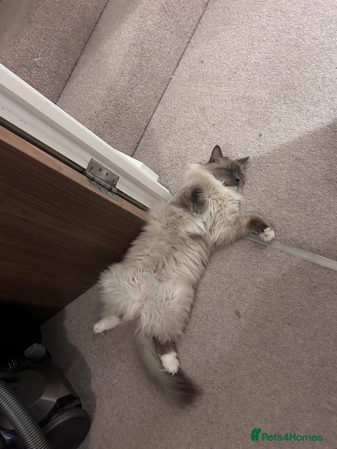 Ragdoll cats for sale: 3 Year Old Beautiful Female Ragdoll  - Image 8