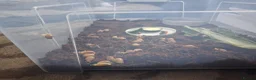 Snails invertebrates for sale: Baby giant african snails  in Ripley - Advert 2
