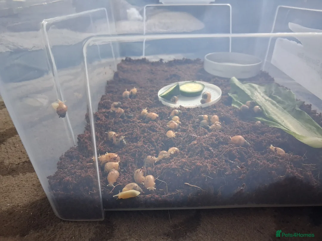 Snails invertebrates for sale: Baby giant african snails  in Ripley - Advert 2