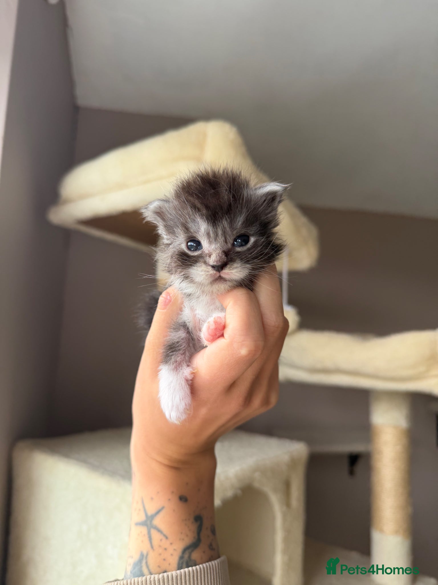 Maine Coon cats for sale: Moons Maines Maine Coon Kittens  - Advert 4