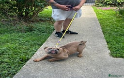 Olde English Bulldogge dogs for sale: Fawn olde English bulldogge named rubble - Image 1