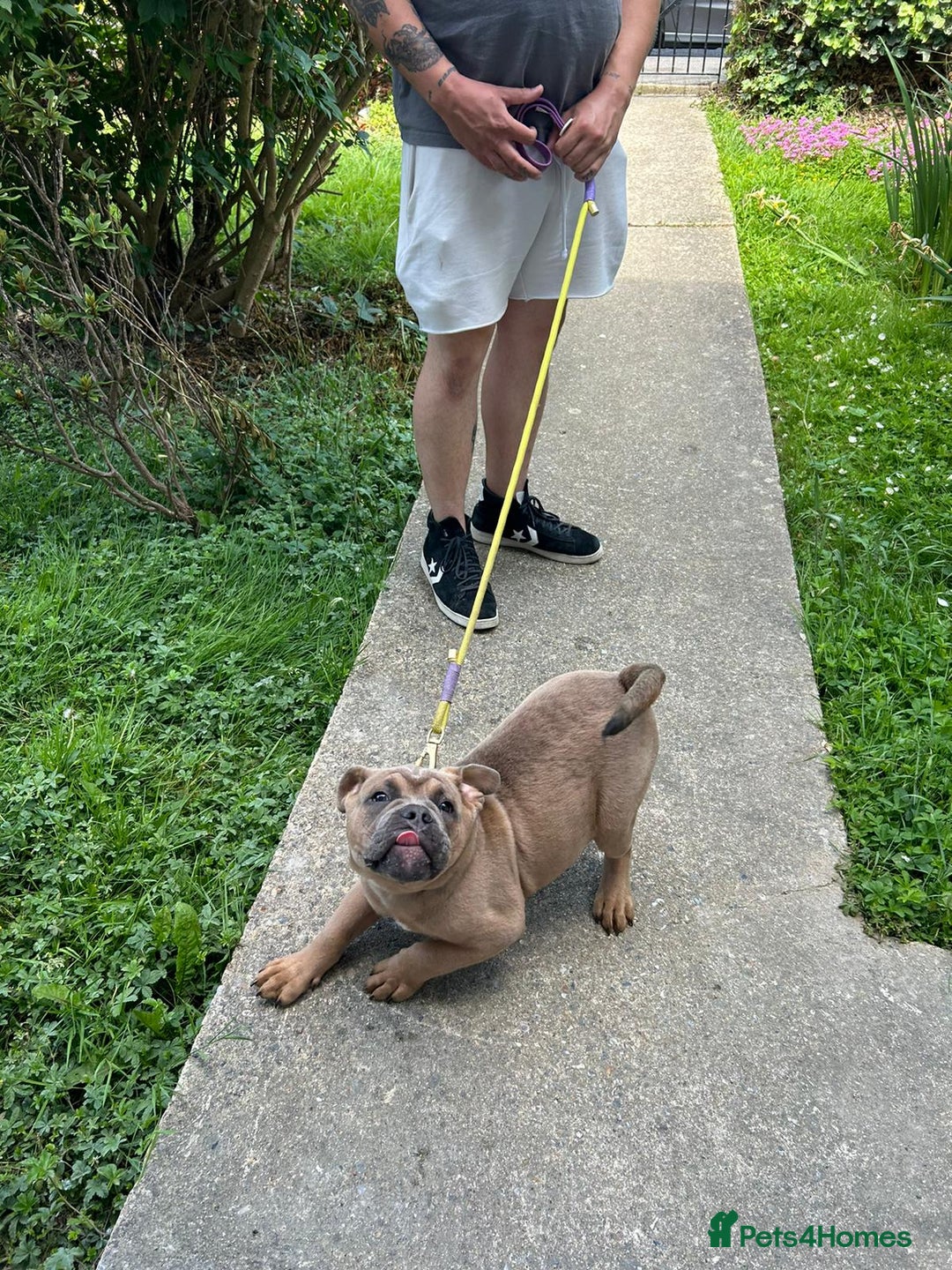 Olde English Bulldogge dogs for sale: Fawn olde English bulldogge named rubble - Image 1