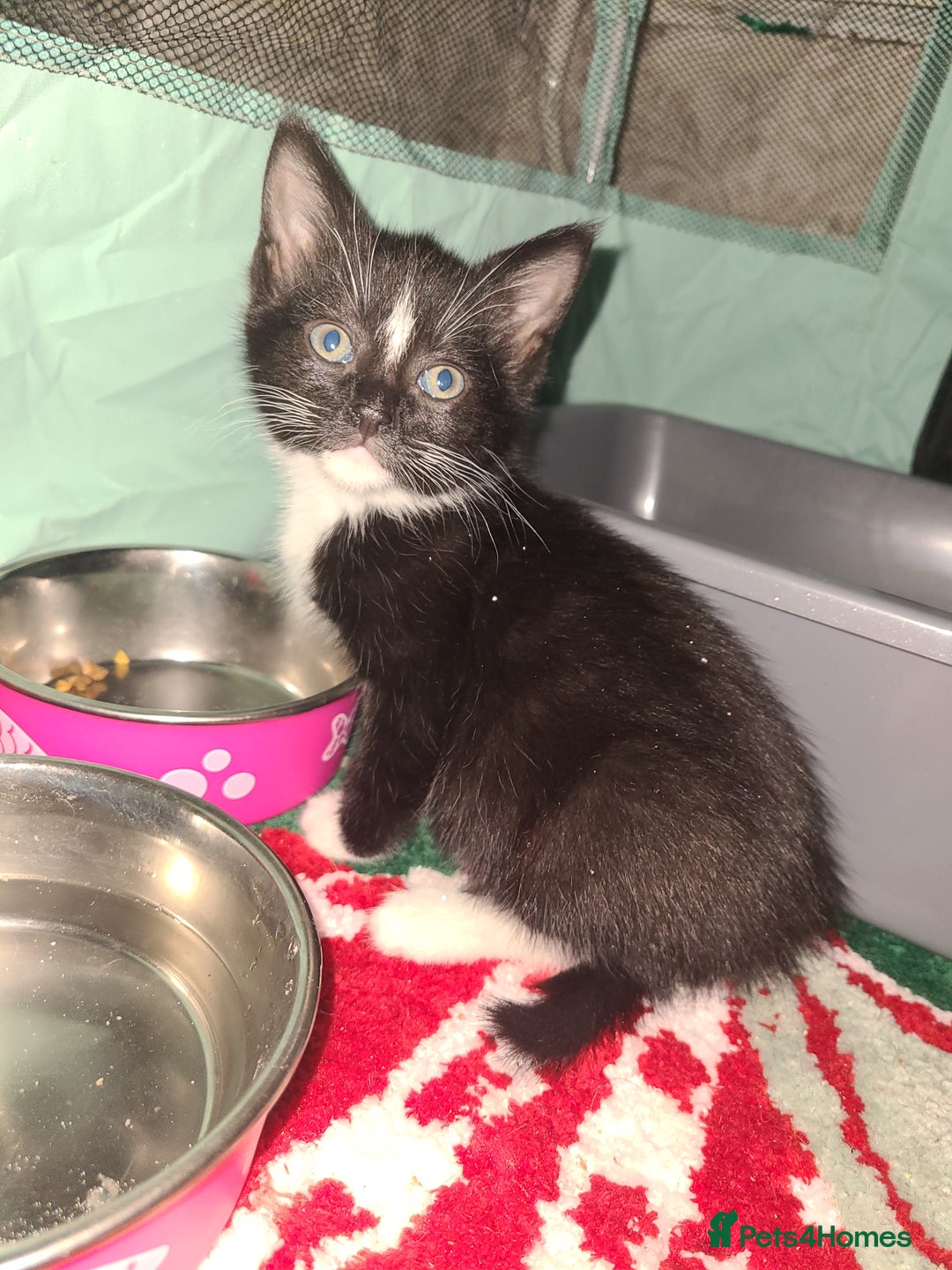 Mixed Breed cats for sale: Kittens  - Advert 1